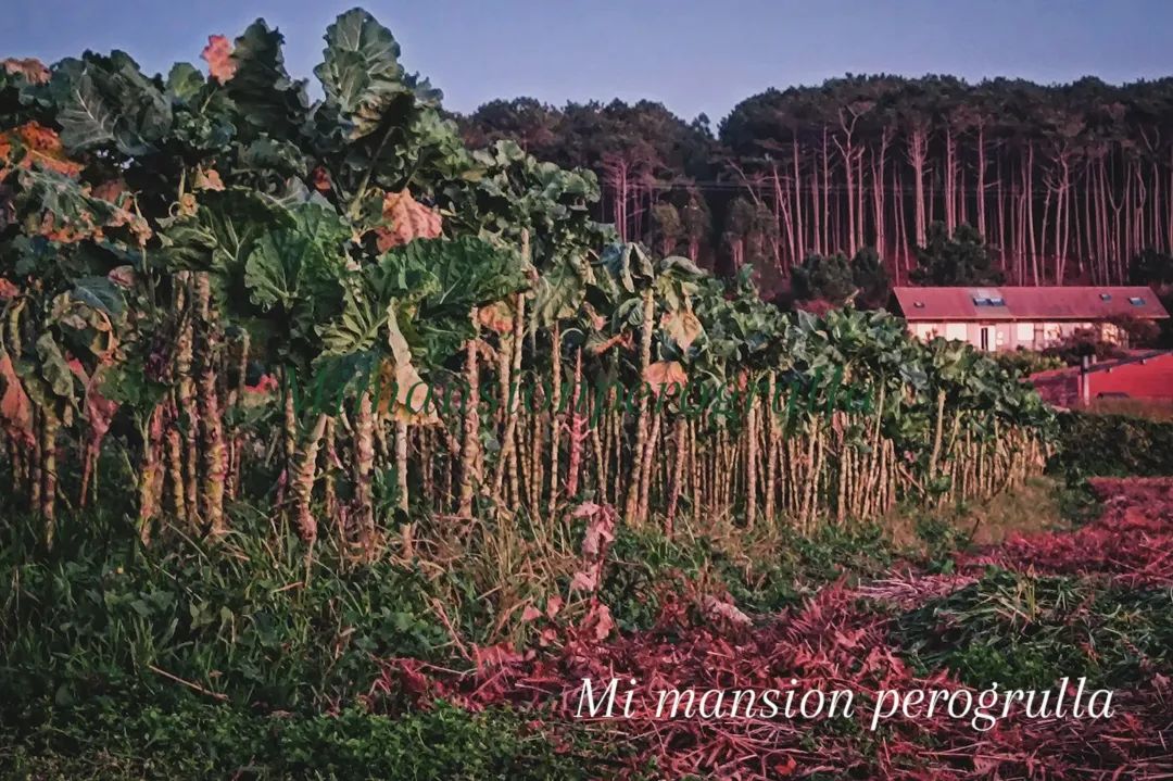 Hilera de plantas de la huerta al anochecer