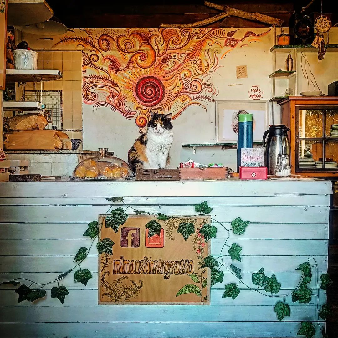 El mostrador del ambigú, con la gata de la casa y la hucha de donativos