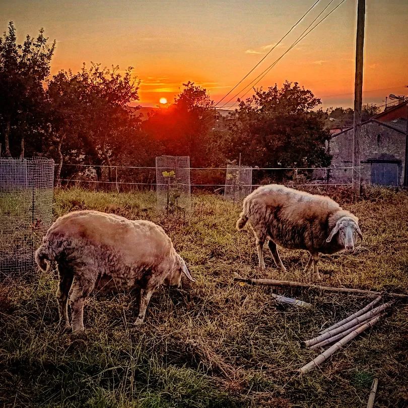 Ovejas pastando al atardecer