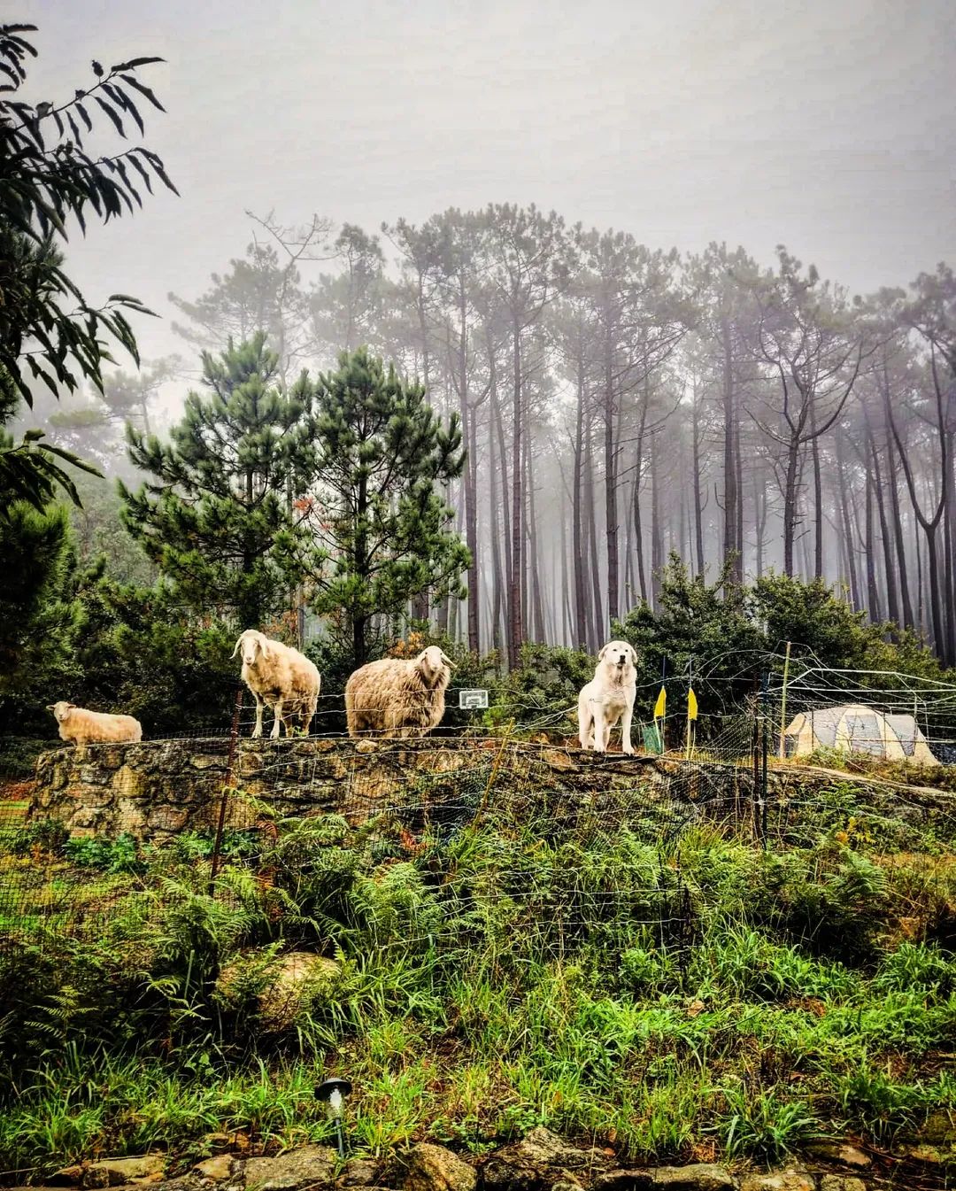 Ovejas y perro guardián entre la niebla