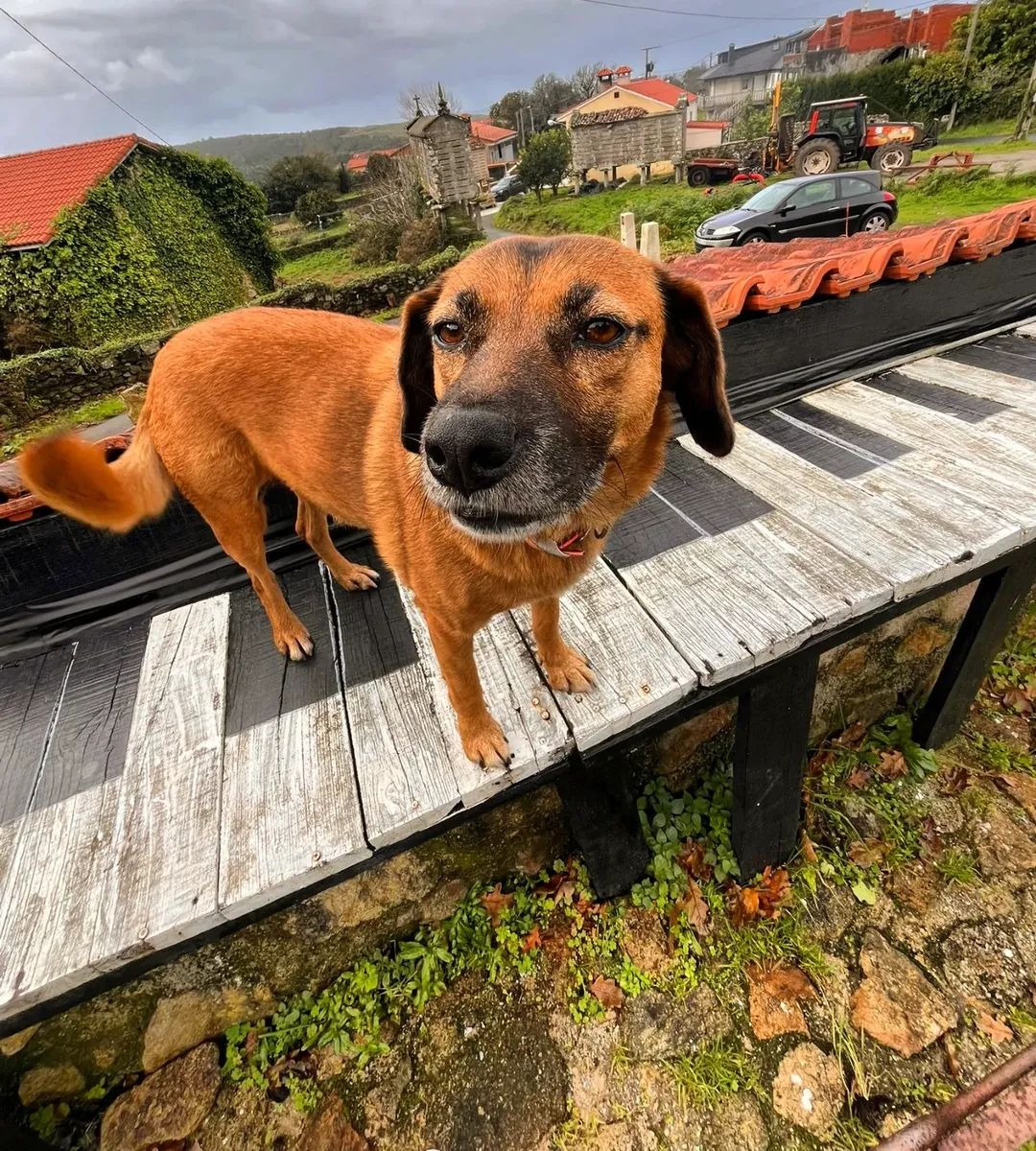 Tara, la perra de la casa